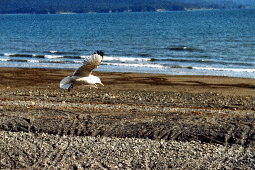 Kittiwake, Black-legged 1 B02P52I01.jpg - Black-legged Kittiwake